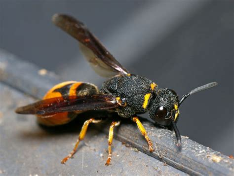 Alternating yellow and brown or black stripes. Mason wasp (Vespidae family sp2)