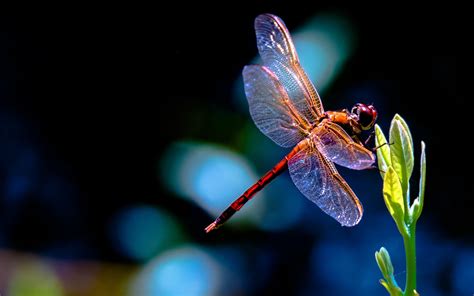 Dragonfly Screensavers And Wallpaper 43 Images