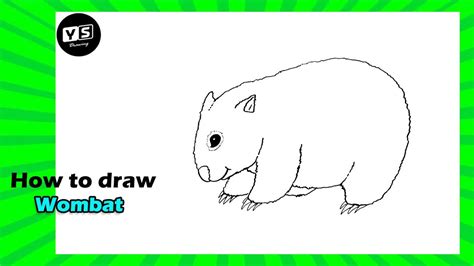 How To Draw Wombat Youtube