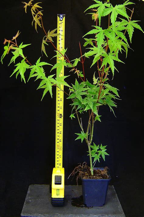 The paper pot transplanter makes it possible to plant 264 cells (in a standard chain pot) in a few minutes. Japanese Maple MOMIJI ACER PALMATUM House Plant @ POT ...