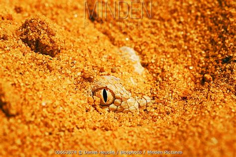Common Sand Viper Stock Photo Minden Pictures