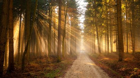 Download Wallpaper 1920x1080 Forest Sun Rays Road Trail Silhouette