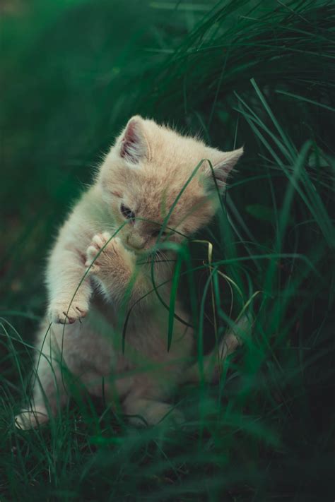 Download Cute Cat In Grass Wallpaper