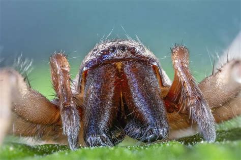 12 Unique Characteristics Of Spiders Wildlife Informer