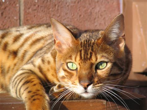 Ideally, the strips are evenly spaced none broken lines. Bengal Cat Facts | Bengal Cat World