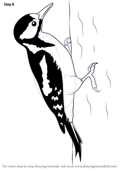 Learn How To Draw A Great Spotted Woodpecker Birds Step By Step