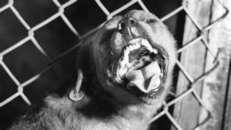 Rabies Symptoms Causes Vaccine Treatment And Prevention