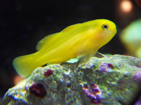 Gobiodon Okinawae Yellow Clown Goby Saltwater Aquarium Fish