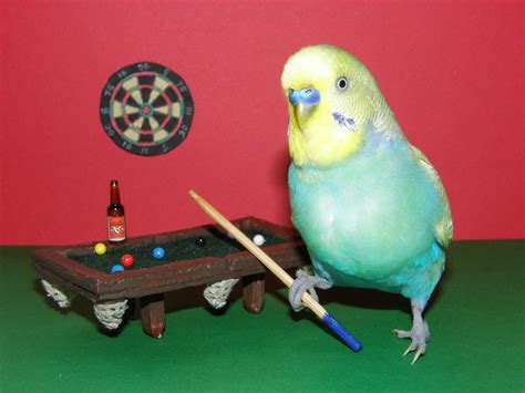 Budgie Wallpapers Wallpaper Cave