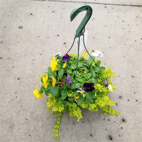 Garden Center And Wholesale Plants Mn