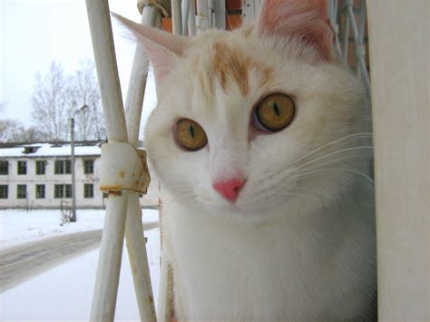 Red Nosed Ginger White Young Cat — Russian Cats Pictures