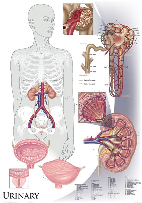 Rand swenson, d.c., m.d., ph.d. Oversize Anatomy and Physiology Chart Set - 36" x 44"