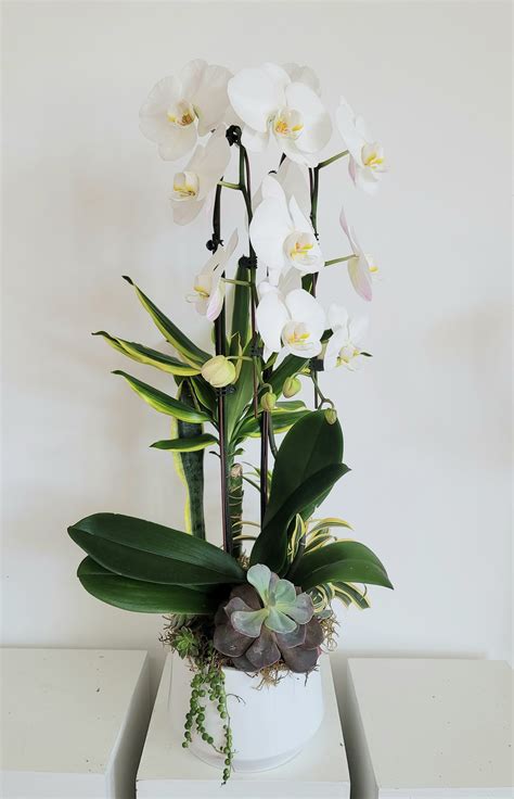 Cascading Phalaenopsis Orchids In Downey Ca Chitas Floral Designs