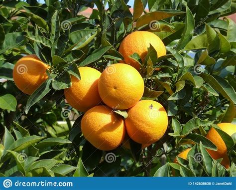 Photo Of A Branch Of Orange Tree With Ripe Fruits Oranges Stock Photo