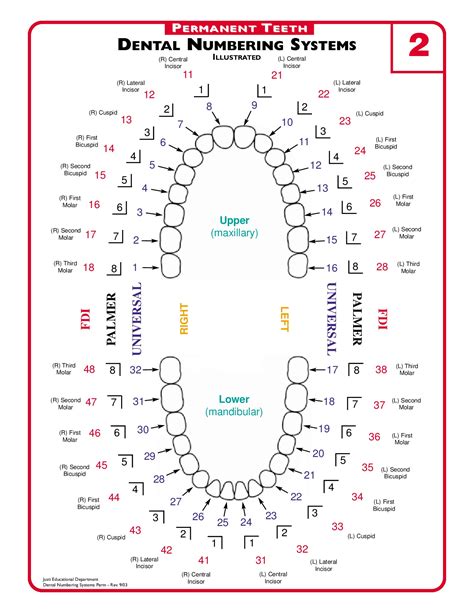 Mint Kids Dentistry How To Use The Dental Chart For Your Kids Oral