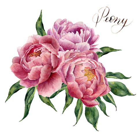 Watercolor Peonies Bouquet Isolated On White Background Hand Painted