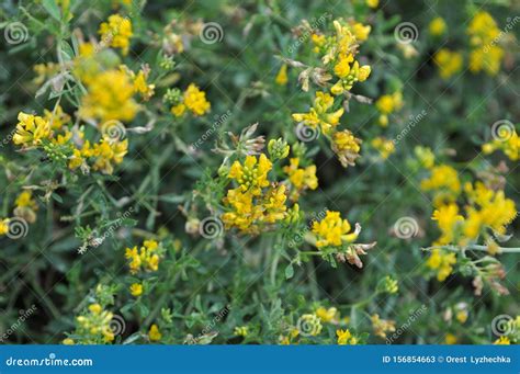 Alfalfa Bloom Yellow Medicago Falcata Stock Image Image Of