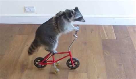 Video Raccoon Learns To Ride A Tiny Bike Outdoorhub