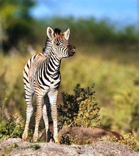 20 Cute Baby Zebra Pictures And Photos Free Download Funnyexpo