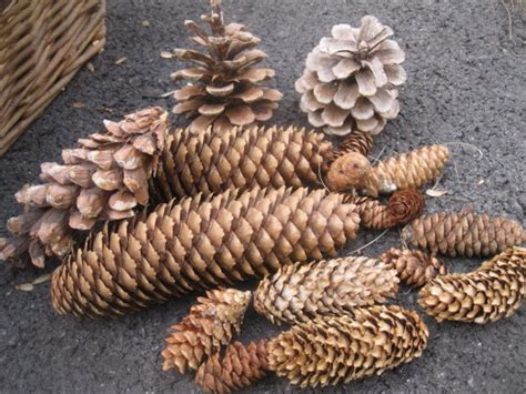 Pine Cones Assorted Sizes And Types Herb And Flower Bunches Etsy