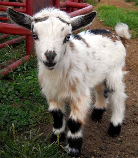 Incredible Pygmy Goats Baby Ideas Quicklyzz