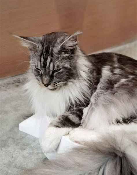 Us Maine Coon Cats Large Domestic Cat Breed Exotic Longhair Dog Like