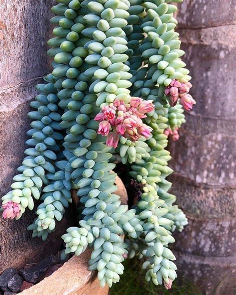 Sedum Donkeys Tail Succulent