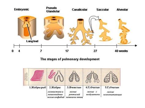 Stages Of Lung Development Online Presentation