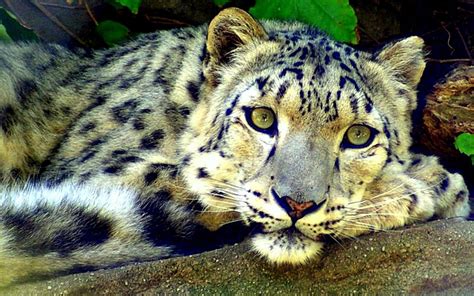 Beautiful Snow Leopard Wallpaper And Background Image