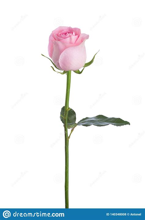 Light Pink Rose Isolated On White Background Stock Photo Image Of