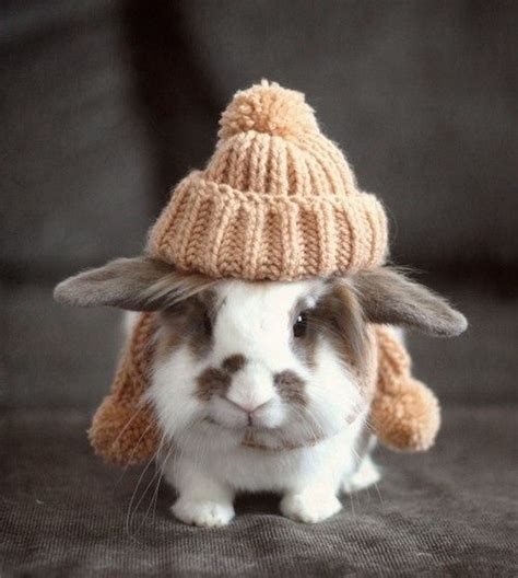 Cold Weather Is Coming Cute Bunny In A Warm Little Hat Cute