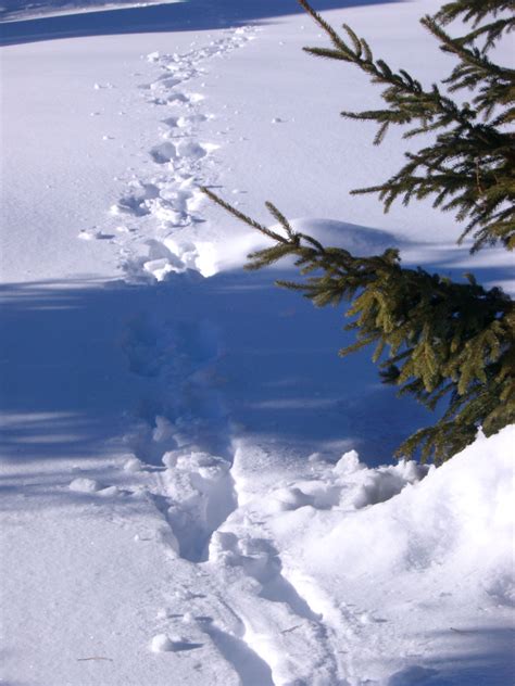 Free Stock Photo Of Path On Snow Field During Winter Season