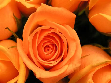 All Colors Of Rose Is Here Orange Rose