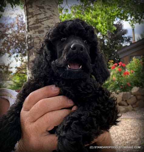 To find a course near you. Champion Sired Black Standard Poodle for sale near Bend ...