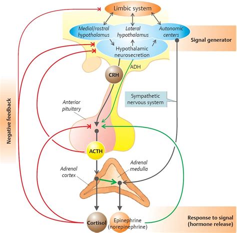 adrenal hormones physiology an illustrated review