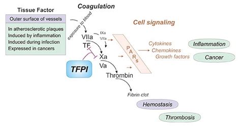 Tfpi A Natural Anticoagulant Protein Future Therapies For Hemophilia