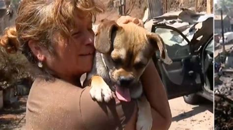 Familia se reencontró con su perro tras incendio forestal