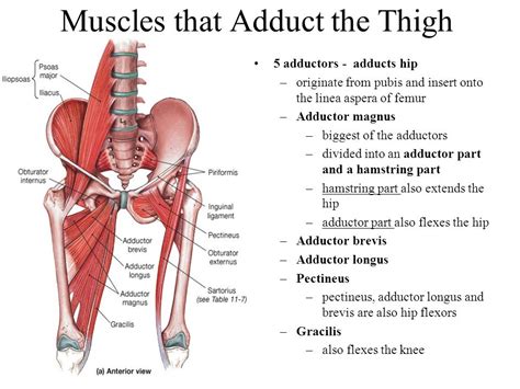 Hip Adductors Muscle Anatomy Anatomy Musculoskeletal System Hot Sex