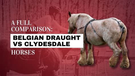Clydesdale Vs Belgian Draught Horse Strathorn Farm Stables