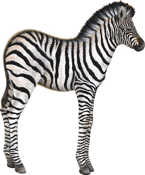 Image Of A Zebra With Long Legs Free Image Download
