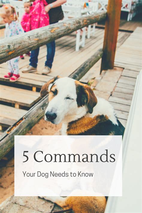 5 Commands Your Dog Needs To Know Bark With It