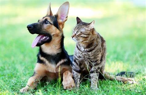 10 Most Dog Like Cat Breeds — Pet Central By Chewy