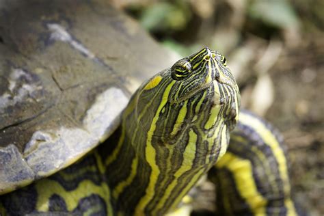 Fauna Reptil Tortuga Foto Gratis En Pixabay Pixabay