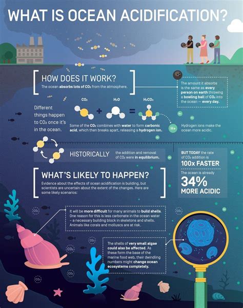 What Is Ocean Acidification Infographic By Elzemiek
