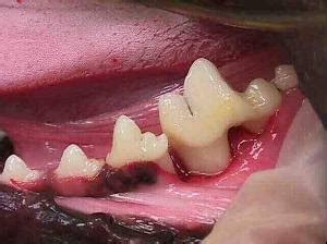 Dental disease (feline periodontal disease) is very common in senior cats. Springfield Animal Hospital