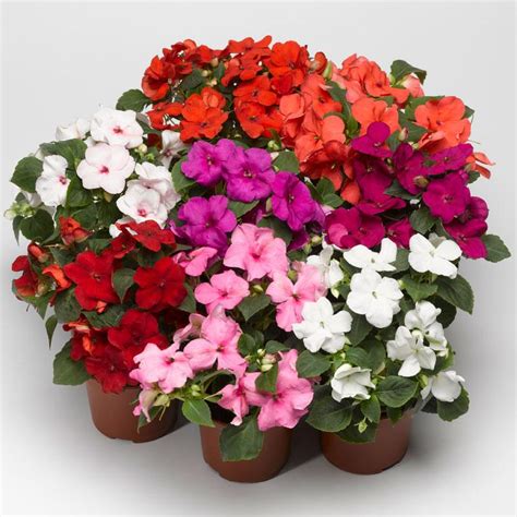 Impatiens Seeds F1 Accent Mix Available