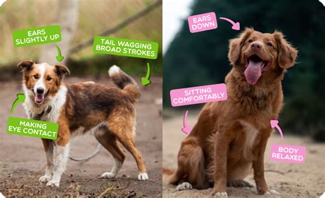 With Pictures Dog Body Language Tips For Every Mood