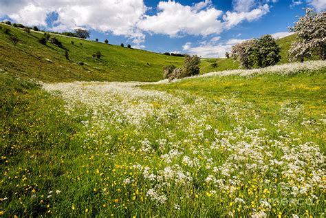 Wild Flowers In Millington Pastures Photograph By Richard Burdon Fine