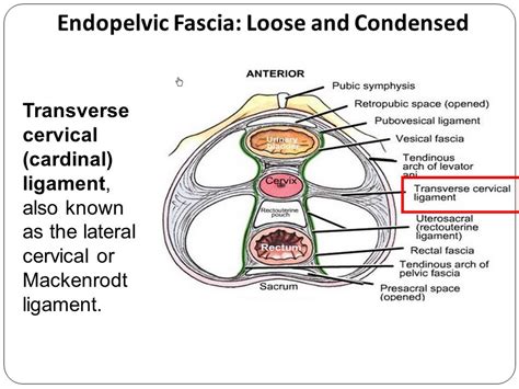 Clinical Anatomy Of Pelvic Peritoneum And Fascia Associate Professor Dr A Podcheko Ppt Download