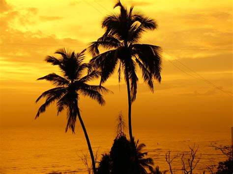 Palm Tree Pictures Wallpaper 1280x960 564